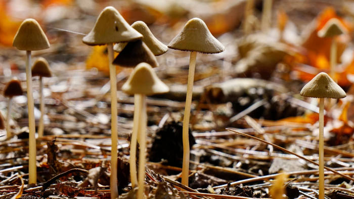 magic mushroom..