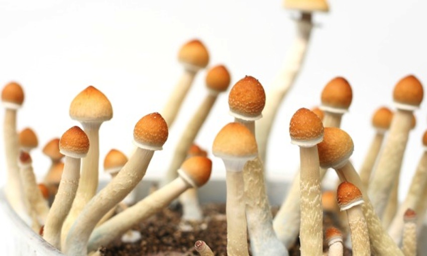 Facts about Magic Mushrooms
